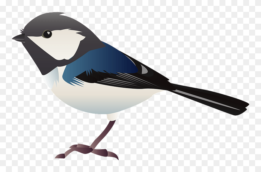 Coal Tit Bird Clipart - European Swallow - Png Download
