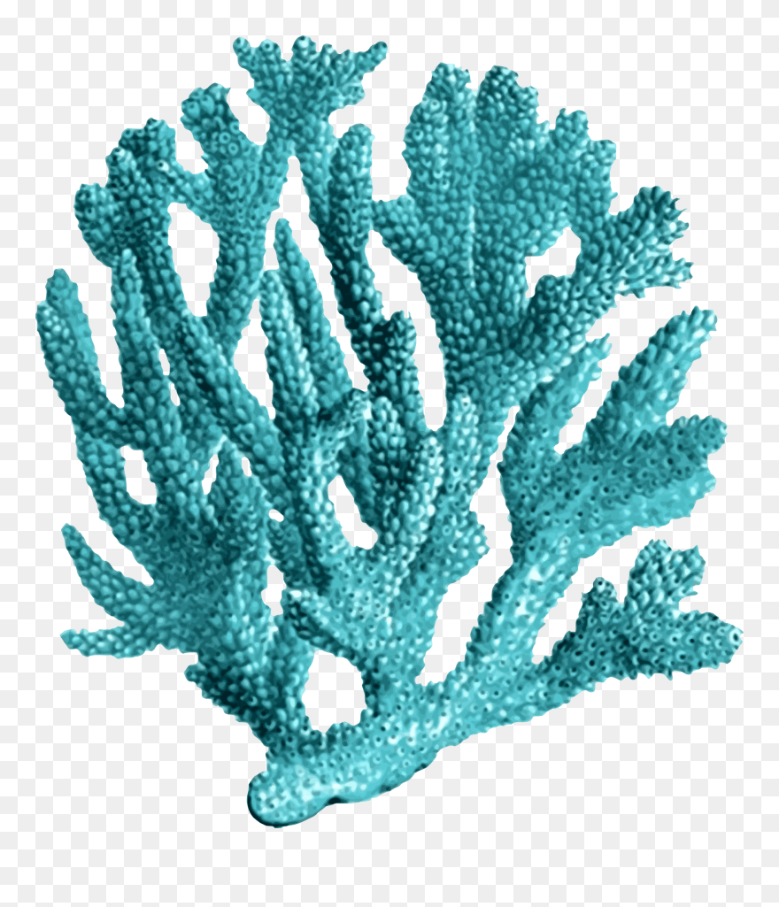 Coral Reef Transparent Background Clipart