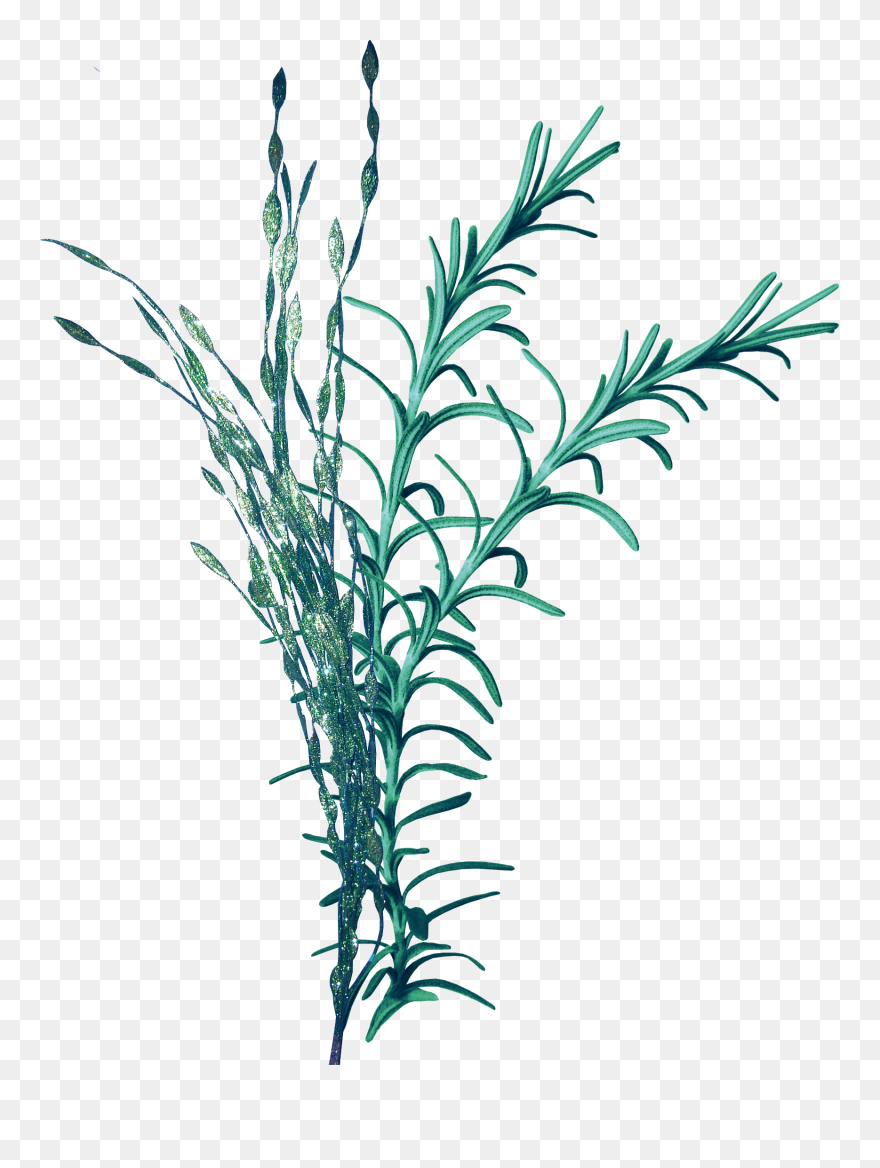 Royalty Free Stock Seaweed Clip Art Coral Transprent - Seagrass Png Transparent Png