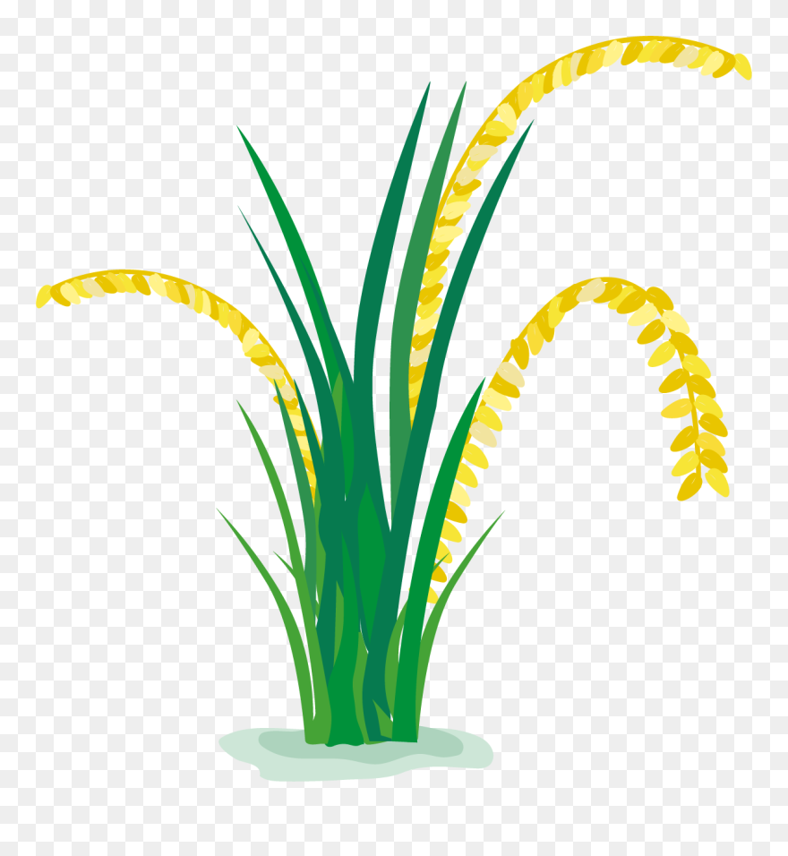 Rice Clipart Rice Paddy, Rice Rice Paddy Transparent - Rice Plant Clipart Png