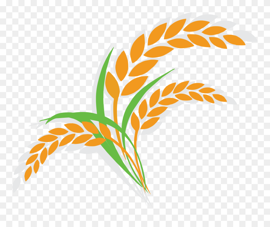 Rice Clipart Cereal Plant - Rice Plant Clipart Png Transparent Png