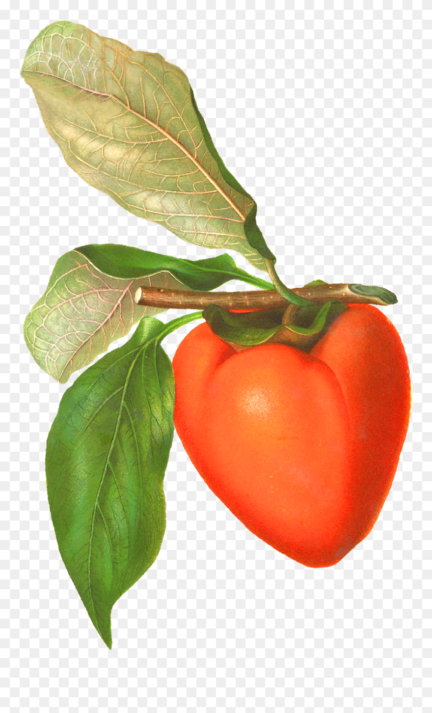 Vintage Fruit Png Clipart