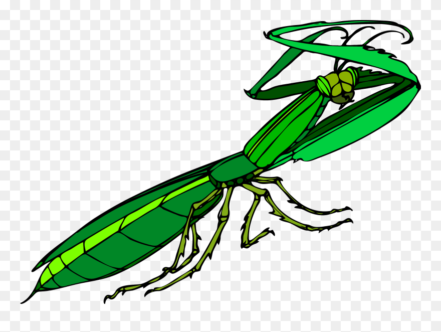Praying Mantis Clip Art - Png Download