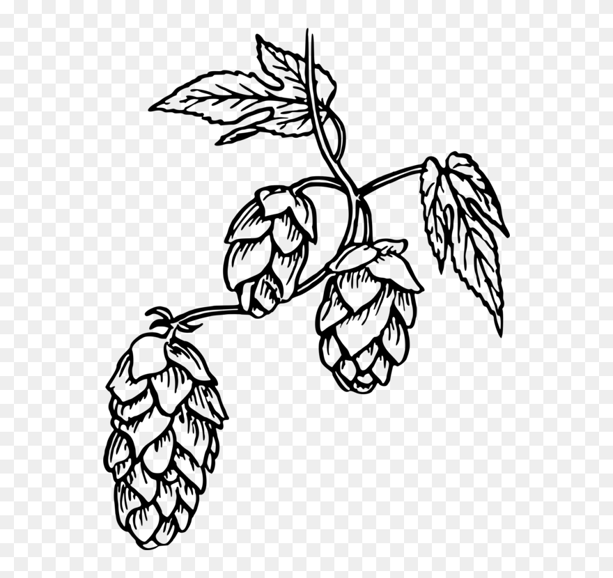 Transparent Free Clipart Hops - Hops Png