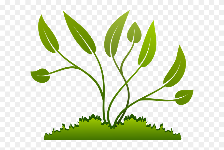 Plants Clipart Transparent Background - Png Download