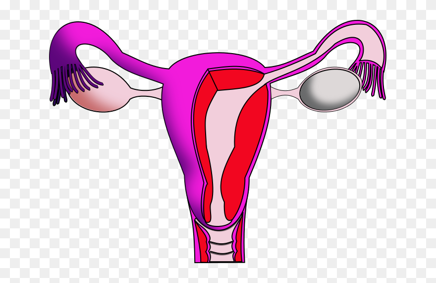 Menstruation Period Education Clipart - Png Download