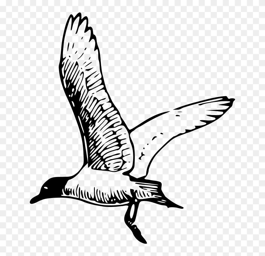 Tern Clipart Homework - Seagull Clipart Black And White - Png Download