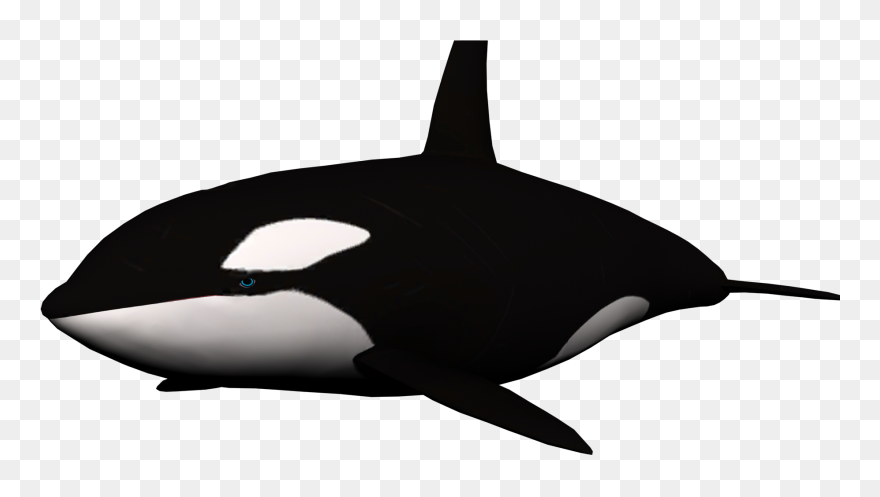 Humpback Whale Clip Art - Killer Whale Clipart No Background - Png Download
