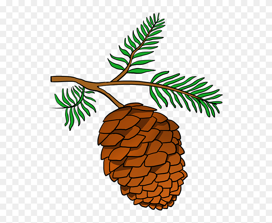 How To Draw Pinecone - Pine Cone Drawing Easy Clipart
