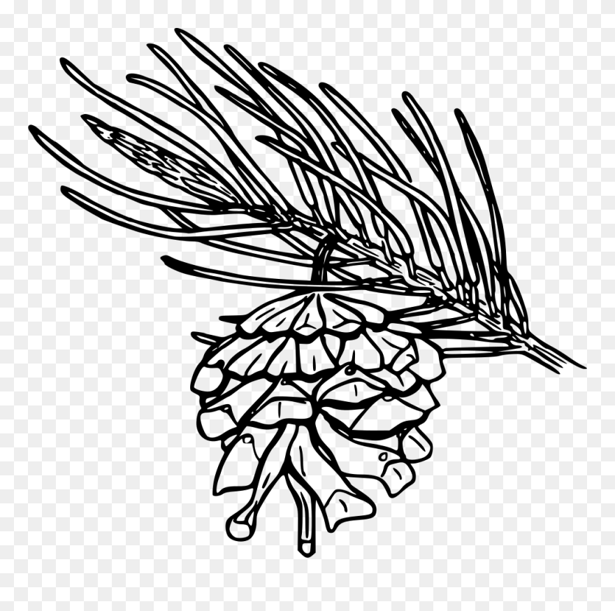 Pine Family,white Pine,plant - Pine Leaf Clipart