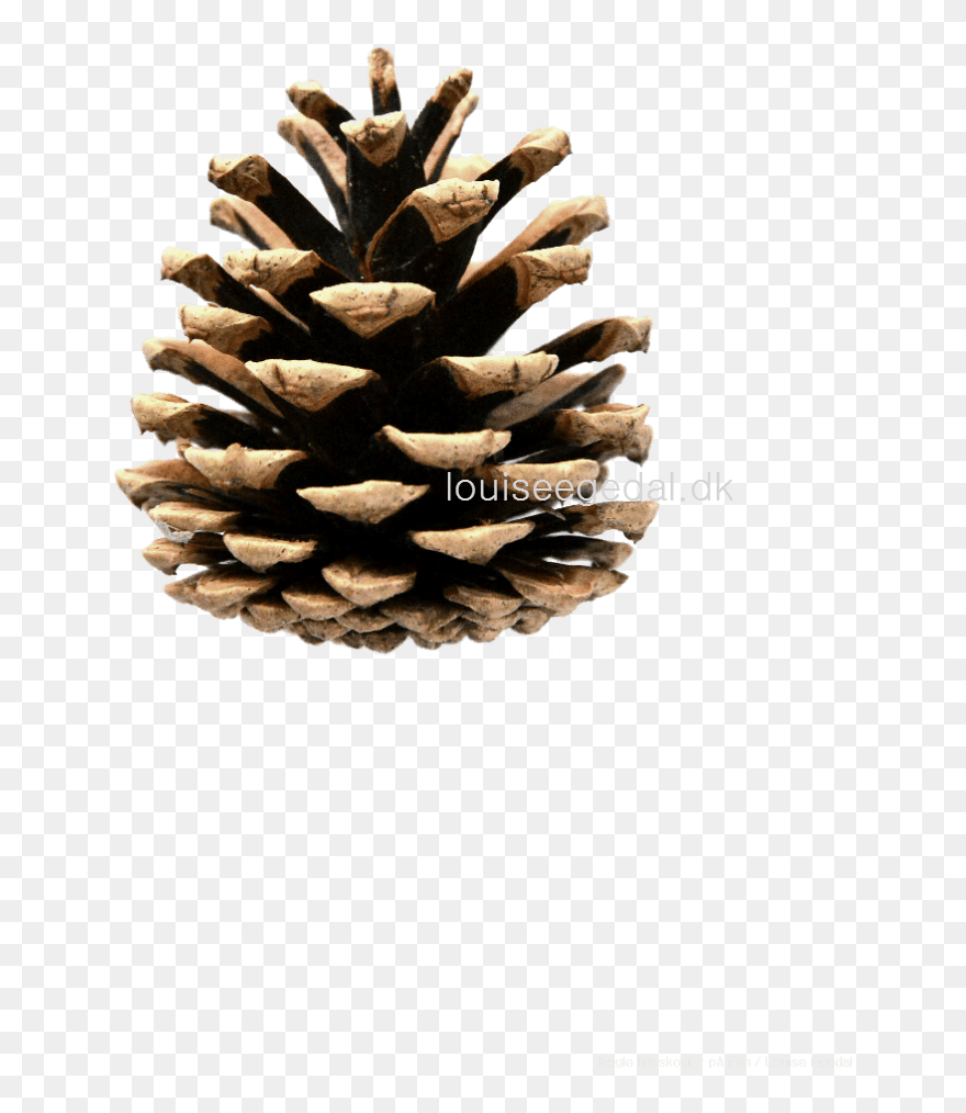 Transparent Pine Cone Clip Art - Pine Cones Transparent - Png Download