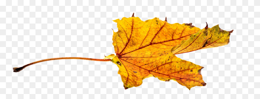 Png Feuille Automne Clipart