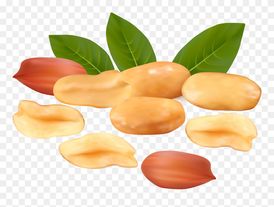 Transparent Peanut Clipart - Peanuts Png