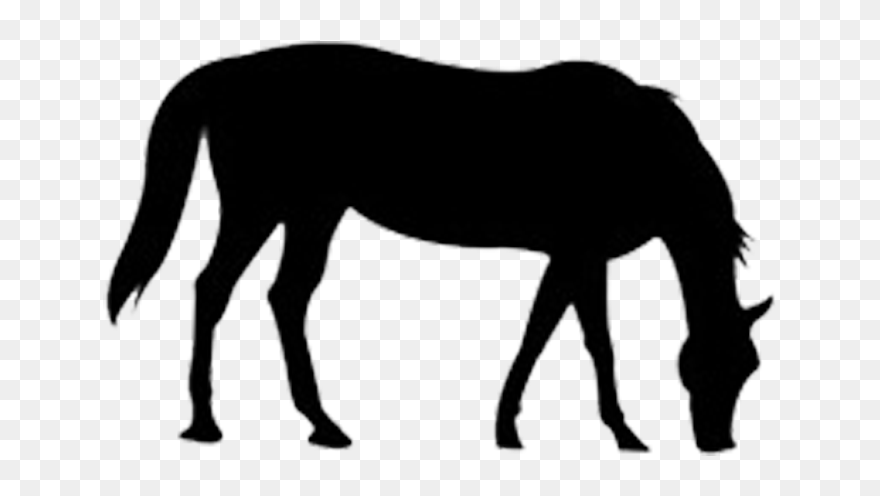 The Outline Of The Horse Png Download - Transparent Outline Of A Horse Clipart