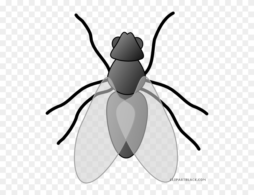 Insects Clipart Black And White - Fly Clip Art - Png Download