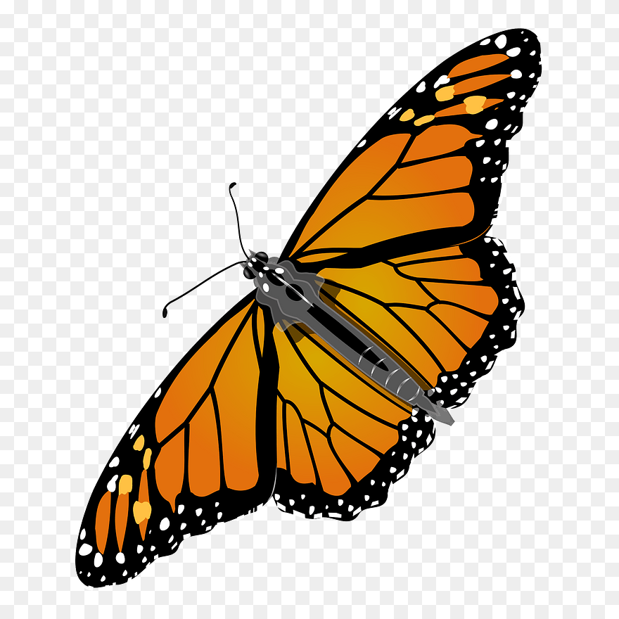 Monarch Butterfly Clipart - Monarch Butterfly - Png Download