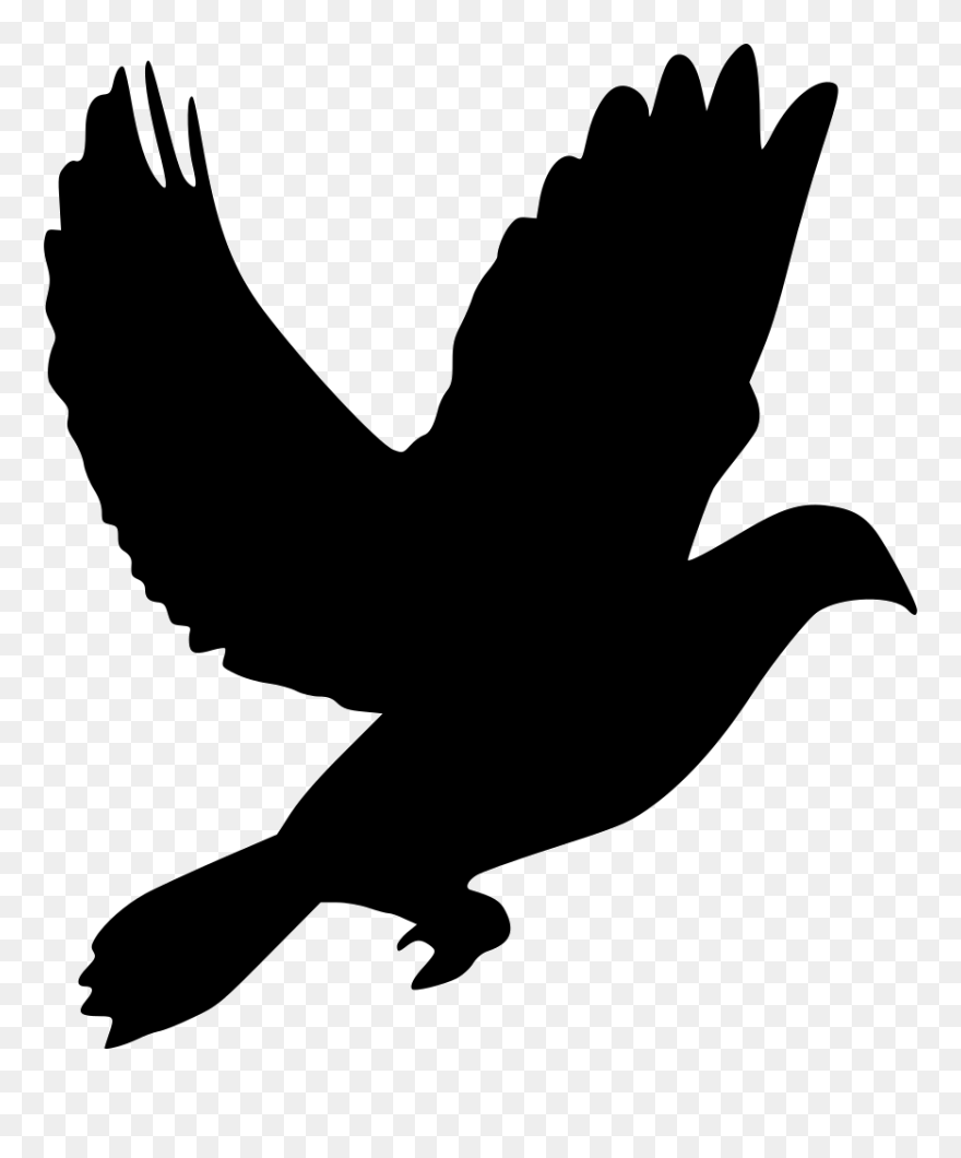 Domestic Pigeon Columbidae Clip Art - Pigeon Png Clip Art Transparent Png