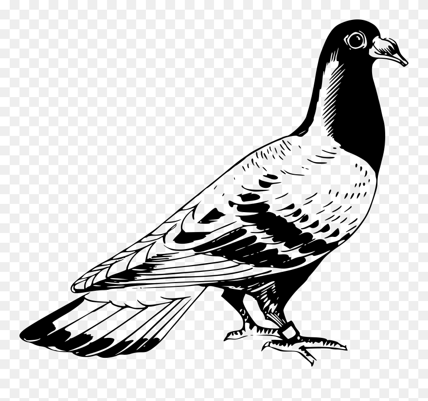 Pigeon Pigen Transparent & Png Clipart Free Download - Pigeon Clipart Black And White