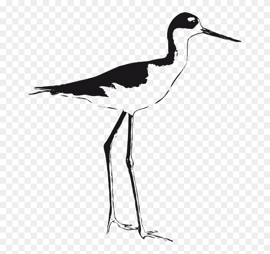 Stilt,monochrome Photography,beak - Black Necked Stilt Outline Clipart