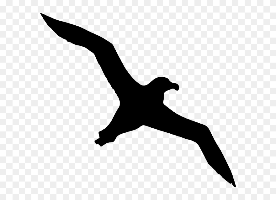Bird Albatross Icon - Flying Albatross Silhouette Clipart