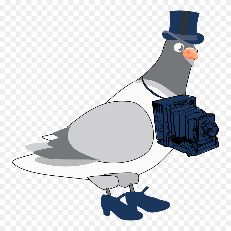 Pigeon4 Clipart - Chim Bồ Câu Hoạt Hình - Png Download