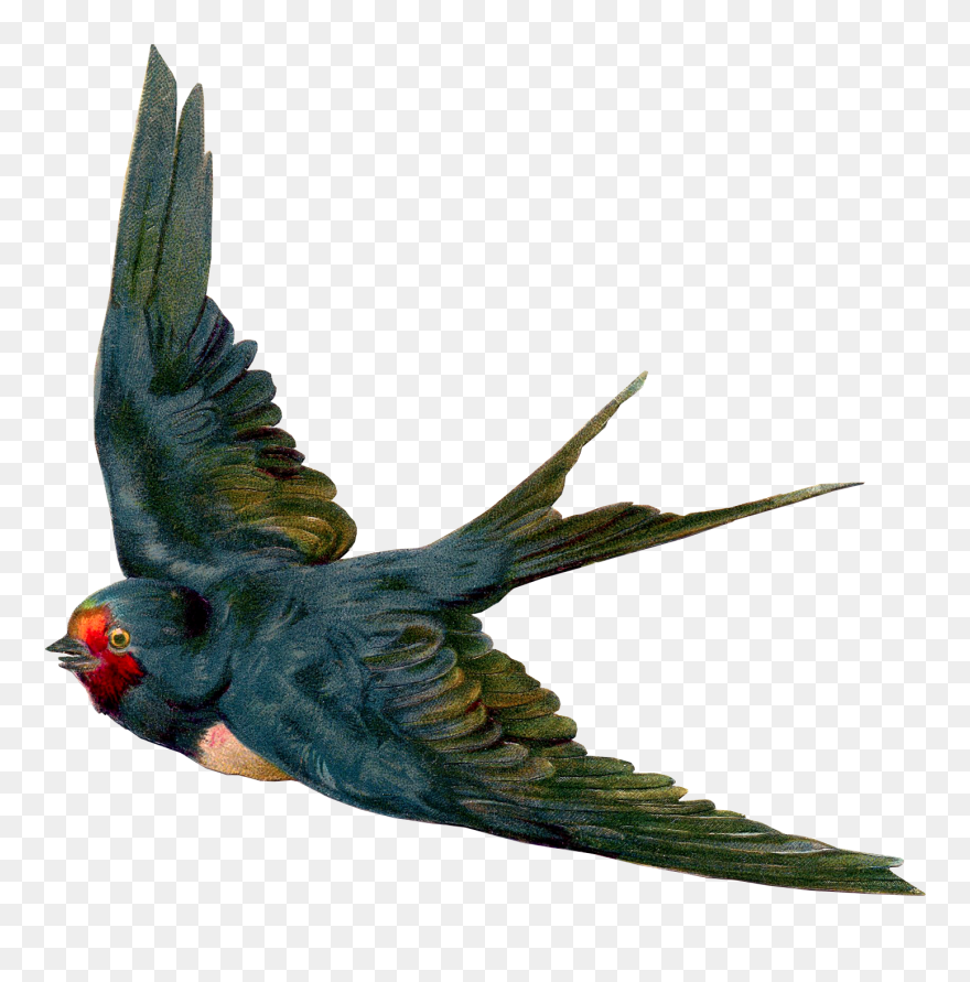 Flying Bird Clipart - Png Download