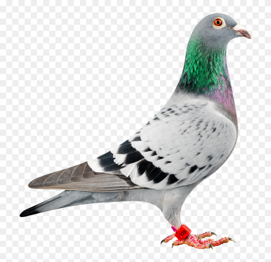 Pigeon Clipart Racing Pigeon - Bolt Racing Pigeon - Png Download