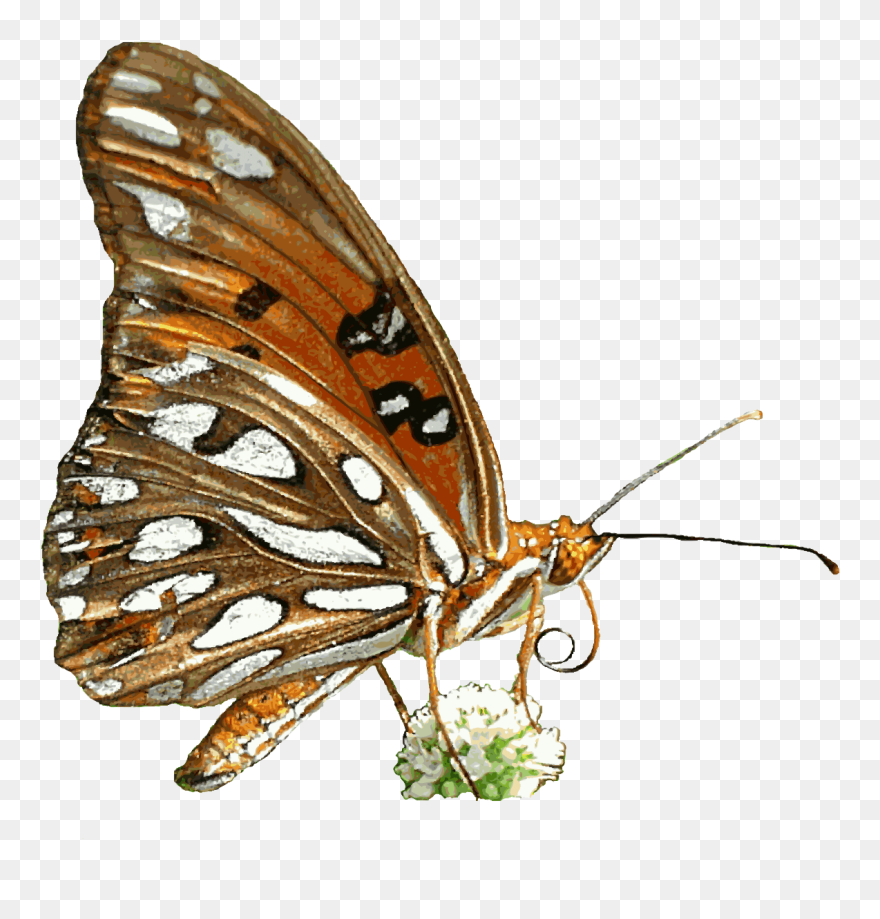 Clipart Butterfly Butterfly Clipart Images Black And - Butterfly Gif Png Animation Transparent Png