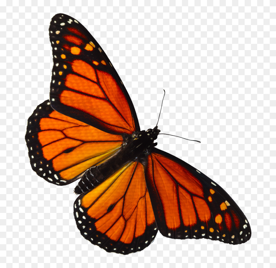 Transparent Butterfly Clipart Png - Monarch Butterfly Png Transparent