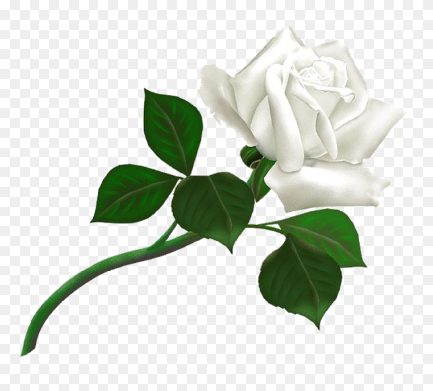 White Rose Png Flower Pictures, Free Download White - White Rose Png Hd Clipart