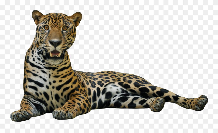 Big Cats Images In Png - Jaguar Png Transparent Clipart