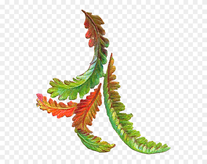 Free Botanical Clip Art - Autumn Leaves Vintage Png Transparent Png