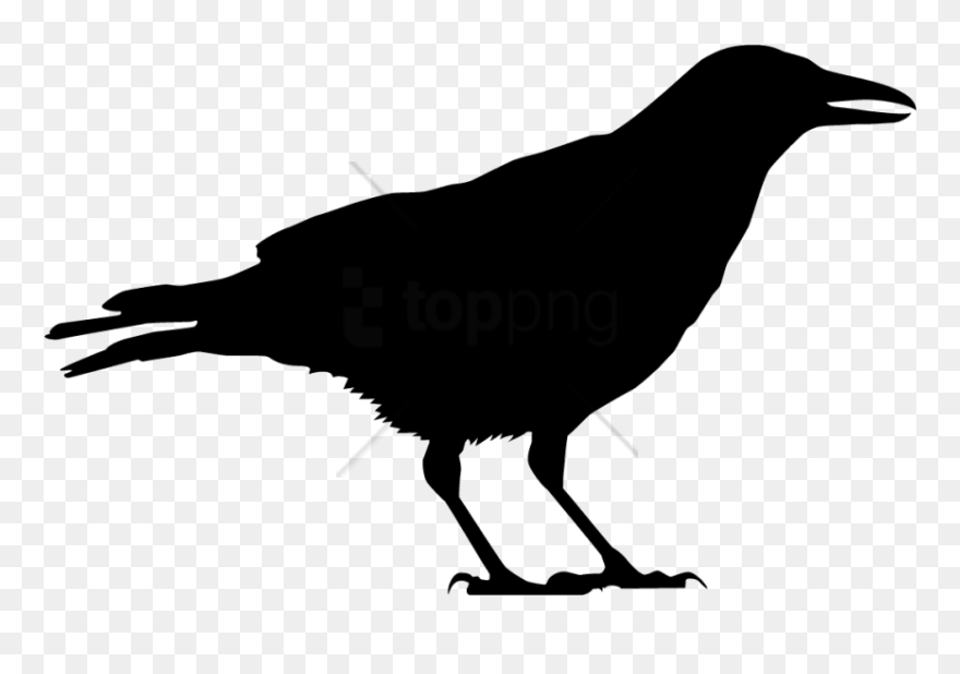Bird American Crow Clip Art Common Raven - Vector Crow Clip Art - Png Download