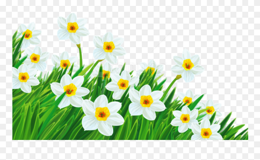 Free Png Download Transparent Grass With Daffodils - Transparent Background Spring Flowers Clipart