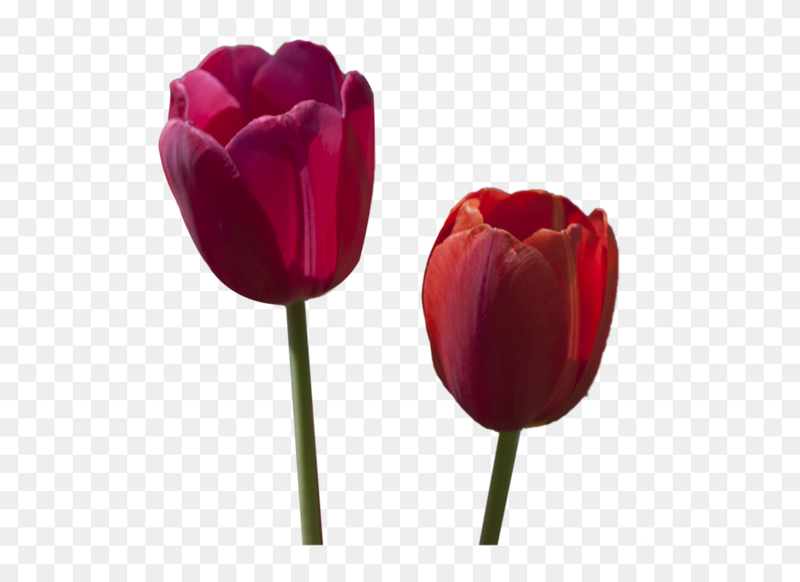 Tulip Clipart