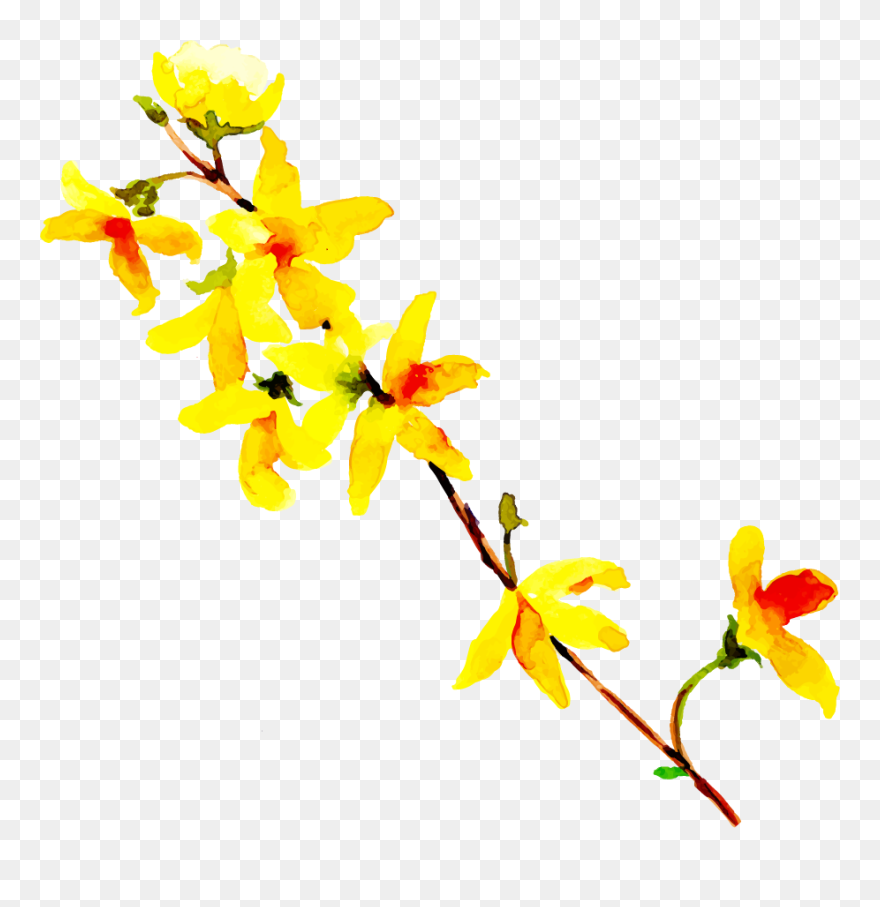 Forsythia Clipart