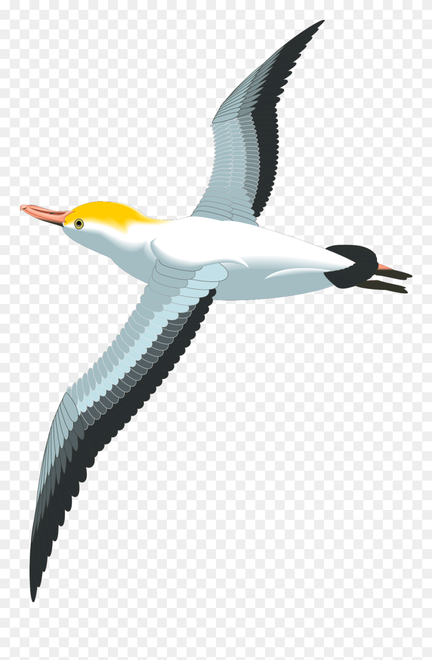 Sea Song Chords Doves Clipart Bird 99749 Free Svg Download - Flying Seagull Clipart - Png Download