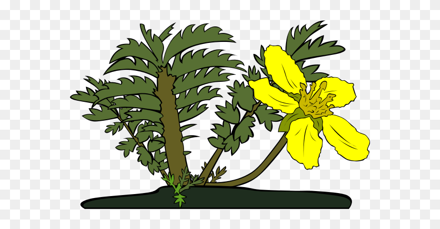 Potentilla Anserina Flower - Clip Art - Png Download