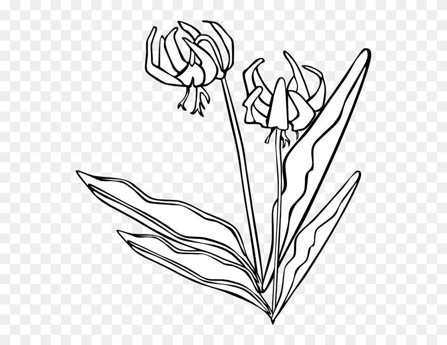 Wild Flowers Outlines Png Clipart