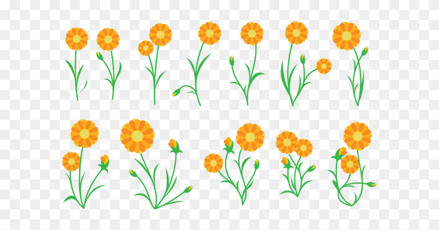 Calendula Pflanzen Vektor - Calendula Vector Png Clipart