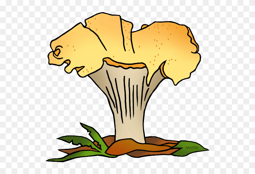 State Mushroom Of Oregon - Pacific Golden Chanterelle Clipart - Png Download