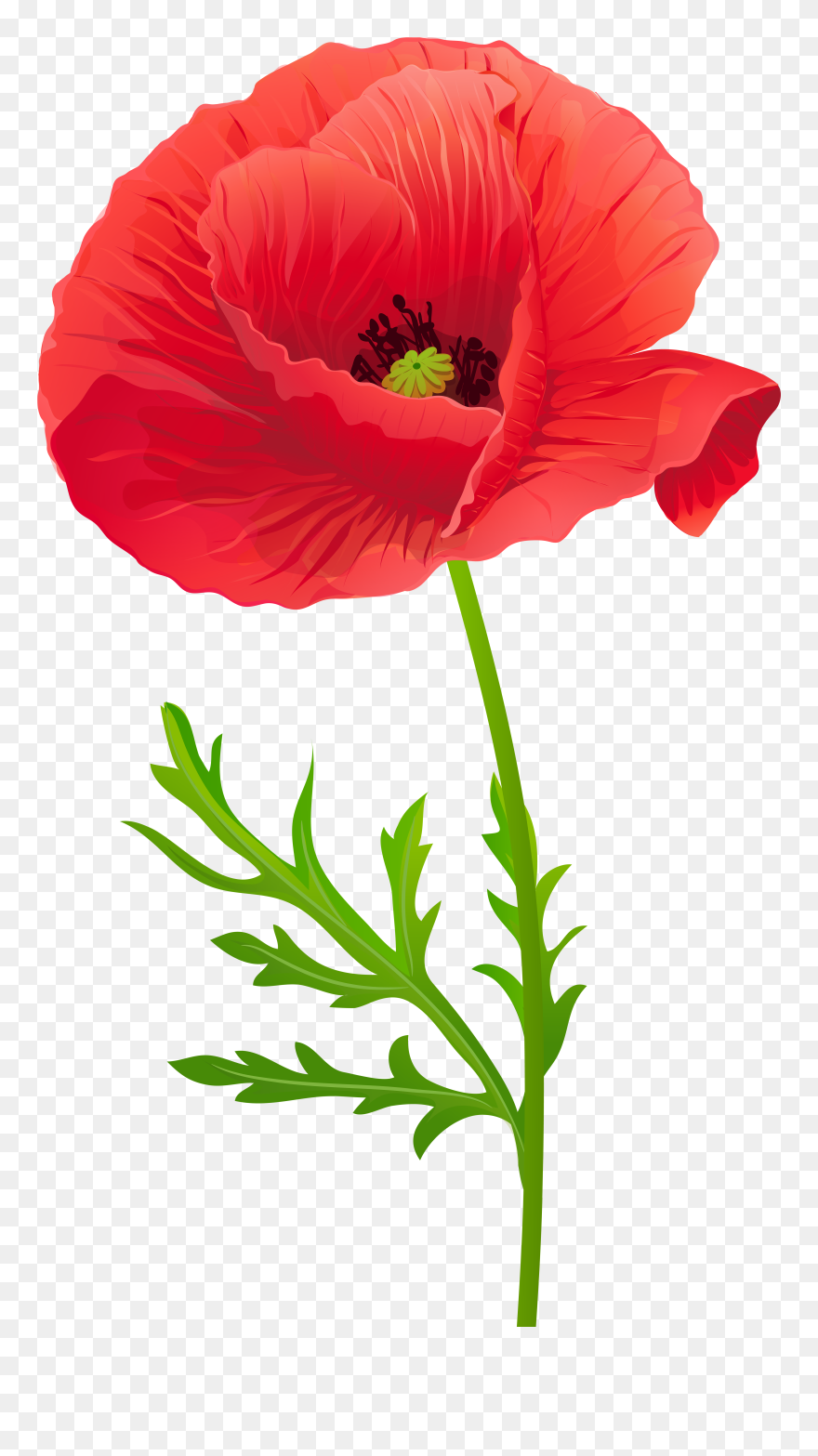 Opium Flower Clip Art Transprent Png Free Source - Red Poppy Flower Clipart Transparent Png