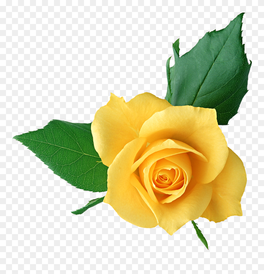 Yellow Flower Clipart Png Format - Yellow Roses Transparent Png