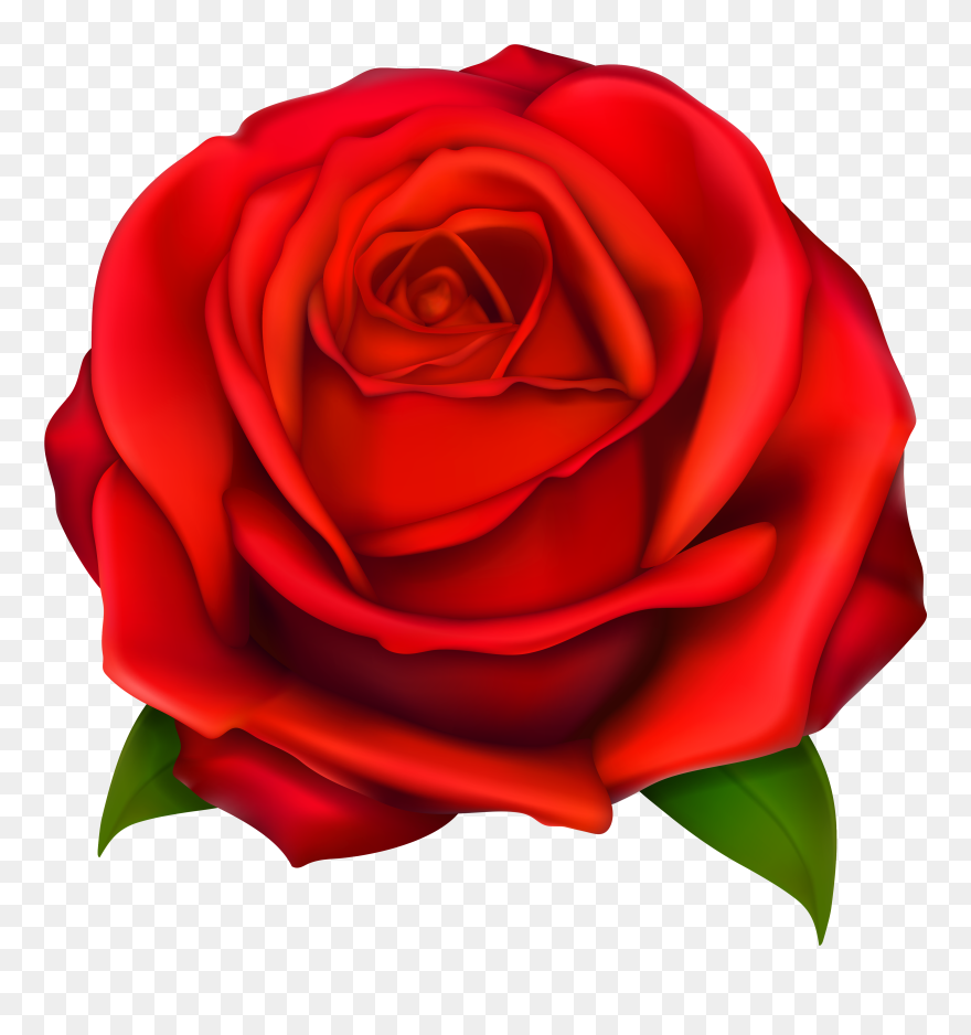 Rose Clip Art - Cartoon Rose Transparent Background - Png Download