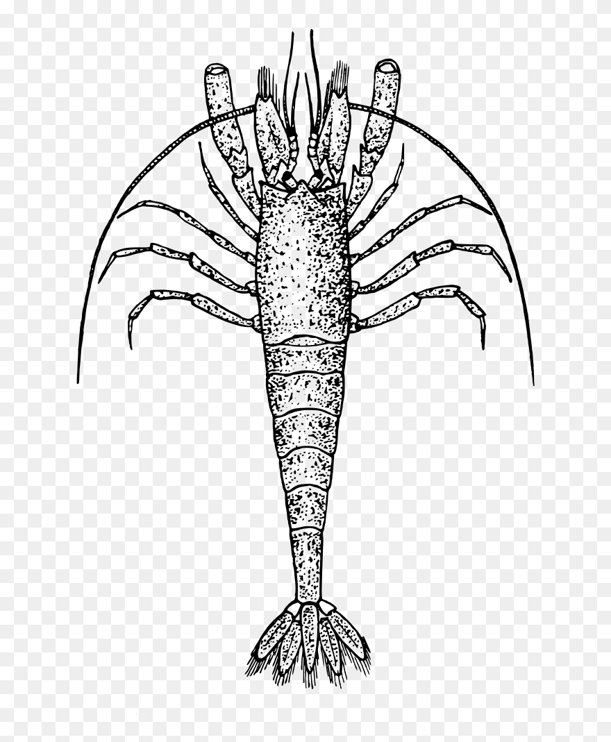 Zooplankton Black And White Clipart