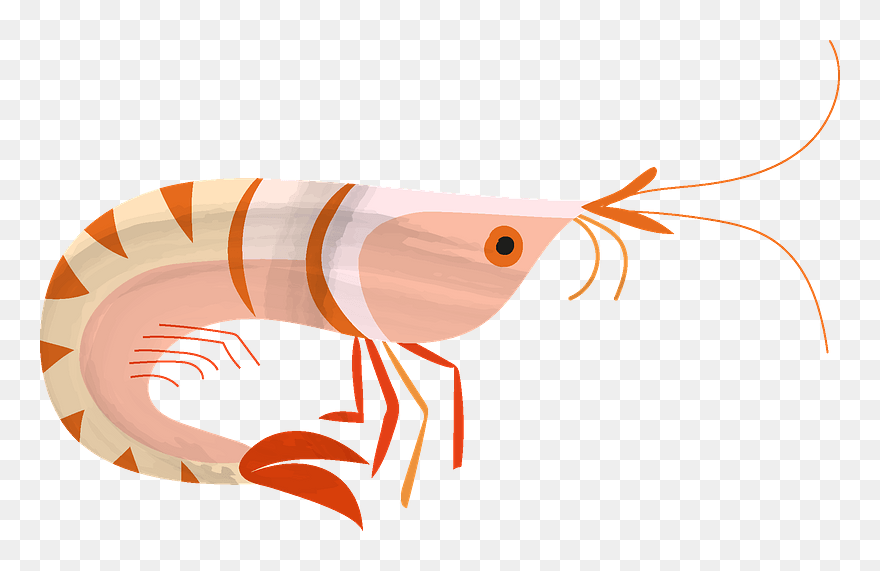 Shrimp Clipart - Png Download
