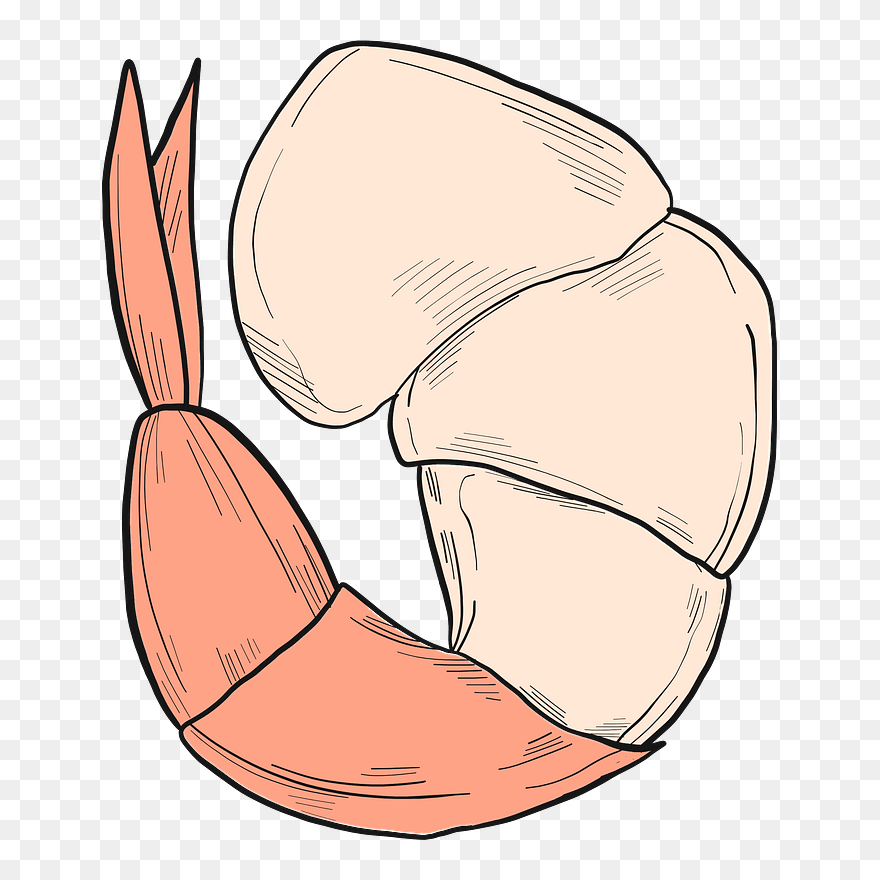 Shrimp Clipart - Png Download