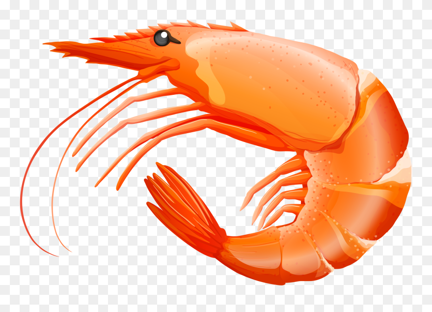 Shrimp Clipart - Png Download