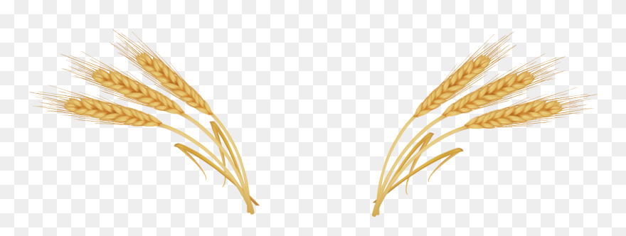 Wheat Ear Royalty - Ears Of Wheat Png Clipart