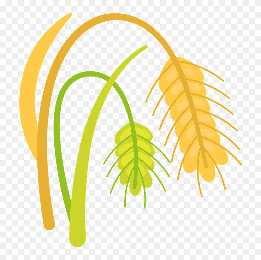 Wheat Clipart - Png Download